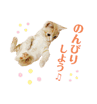 うちの猫、ももたろうくん。Part2（個別スタンプ：26）