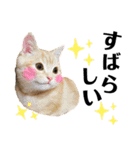うちの猫、ももたろうくん。Part2（個別スタンプ：27）