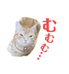 うちの猫、ももたろうくん。Part2（個別スタンプ：28）