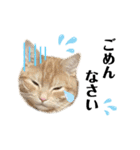 うちの猫、ももたろうくん。Part2（個別スタンプ：30）