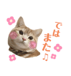 うちの猫、ももたろうくん。Part2（個別スタンプ：31）