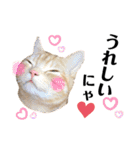 うちの猫、ももたろうくん。Part2（個別スタンプ：33）