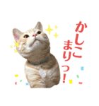 うちの猫、ももたろうくん。Part2（個別スタンプ：35）