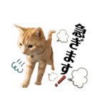 うちの猫、ももたろうくん。Part2（個別スタンプ：36）