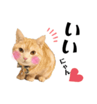 うちの猫、ももたろうくん。Part2（個別スタンプ：38）