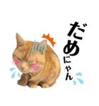 うちの猫、ももたろうくん。Part2（個別スタンプ：39）
