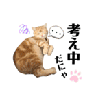 うちの猫、ももたろうくん。Part2（個別スタンプ：40）