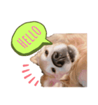 goldenretriever ALOHA（個別スタンプ：1）