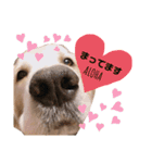 goldenretriever ALOHA（個別スタンプ：2）