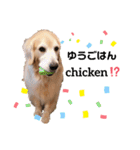 goldenretriever ALOHA（個別スタンプ：3）