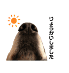 goldenretriever ALOHA（個別スタンプ：8）
