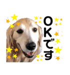 goldenretriever ALOHA（個別スタンプ：10）