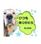 goldenretriever ALOHA（個別スタンプ：11）
