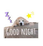 goldenretriever ALOHA（個別スタンプ：12）