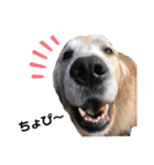 goldenretriever ALOHA（個別スタンプ：13）