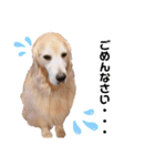 goldenretriever ALOHA（個別スタンプ：14）