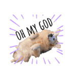 goldenretriever ALOHA（個別スタンプ：15）
