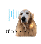 goldenretriever ALOHA（個別スタンプ：16）