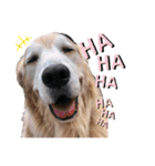 goldenretriever ALOHA（個別スタンプ：17）