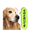 goldenretriever ALOHA（個別スタンプ：18）