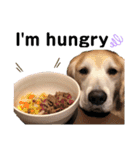 goldenretriever ALOHA（個別スタンプ：19）