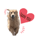 goldenretriever ALOHA（個別スタンプ：20）