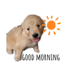 goldenretriever ALOHA（個別スタンプ：21）