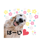 goldenretriever ALOHA（個別スタンプ：22）