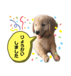 goldenretriever ALOHA（個別スタンプ：23）