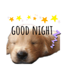 goldenretriever ALOHA（個別スタンプ：24）