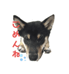 気持ちを伝える♡柴犬スタンプ♡（個別スタンプ：1）
