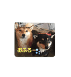 気持ちを伝える♡柴犬スタンプ♡（個別スタンプ：3）