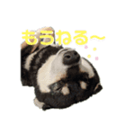 気持ちを伝える♡柴犬スタンプ♡（個別スタンプ：4）