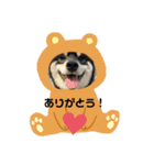 気持ちを伝える♡柴犬スタンプ♡（個別スタンプ：6）