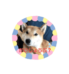気持ちを伝える♡柴犬スタンプ♡（個別スタンプ：7）