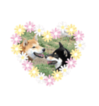 気持ちを伝える♡柴犬スタンプ♡（個別スタンプ：8）