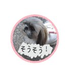 シーズー親子のまいにち③（個別スタンプ：3）