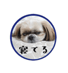 シーズー親子のまいにち③（個別スタンプ：9）