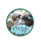 シーズー親子のまいにち③（個別スタンプ：13）