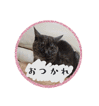 シーズー親子のまいにち③（個別スタンプ：15）