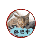 シーズー親子のまいにち③（個別スタンプ：16）