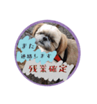 シーズー親子のまいにち③（個別スタンプ：17）