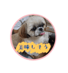 シーズー親子のまいにち③（個別スタンプ：21）