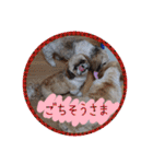 シーズー親子のまいにち③（個別スタンプ：22）