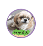 シーズー親子のまいにち③（個別スタンプ：23）