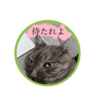 シーズー親子のまいにち③（個別スタンプ：24）