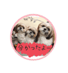 シーズー親子のまいにち③（個別スタンプ：26）