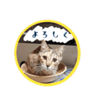 シーズー親子のまいにち③（個別スタンプ：27）