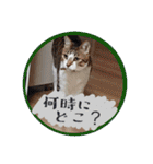 シーズー親子のまいにち③（個別スタンプ：32）