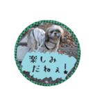 シーズー親子のまいにち③（個別スタンプ：33）
